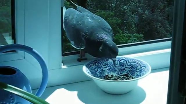 Оконный воришка :). Голубь и семечки. Pigeon eat seeds смотреть онлайн