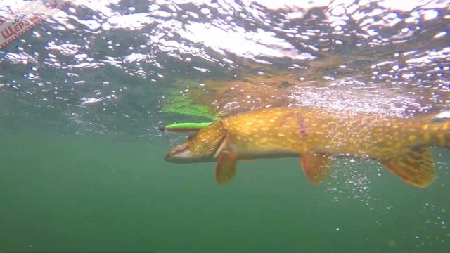 За ЩУКОЙ с КРУПНЫМИ силиконовыми приманками. Тот случай, когда 30 см – это не много, а нормально! смотреть онлайн