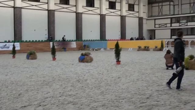 Вороной арабский жеребец Теодор Бей. Шоу - Чемпионат России арабских лошадей 2017 смотреть онлайн