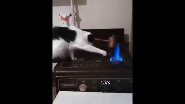 Cats. Кошки . Позитивчик!!!! Positive!!! Любимые котики и другие животные. смотреть онлайн