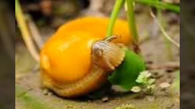 Топ 5 самых популярных экзотических питомцев мира смотреть онлайн