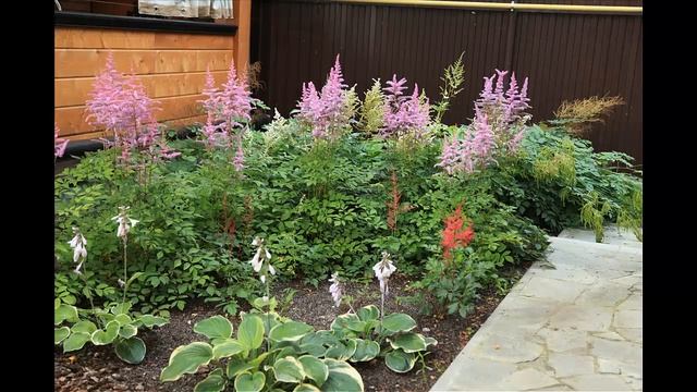 Сад в берёзовом лесу смотреть онлайн