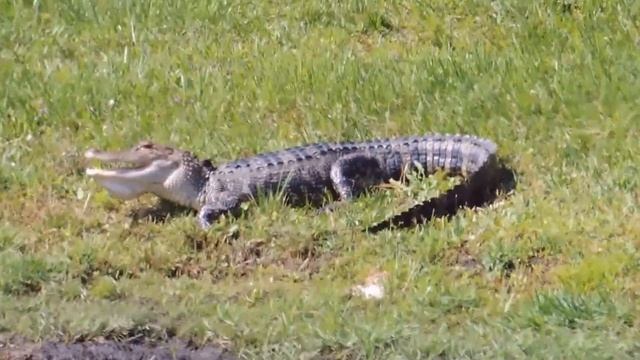 Аллигатор Кеша живет у русской соседки Наташи в огороде. Флорида. смотреть онлайн