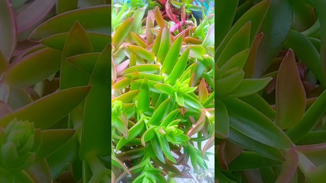 crassula capitella campfire la hermosa crassula de fuego ponle color al jardin con esta hermosa suc смотреть онлайн