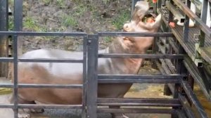 бегемот ест арбуз!! (все видео)🍉🦛😁👍
