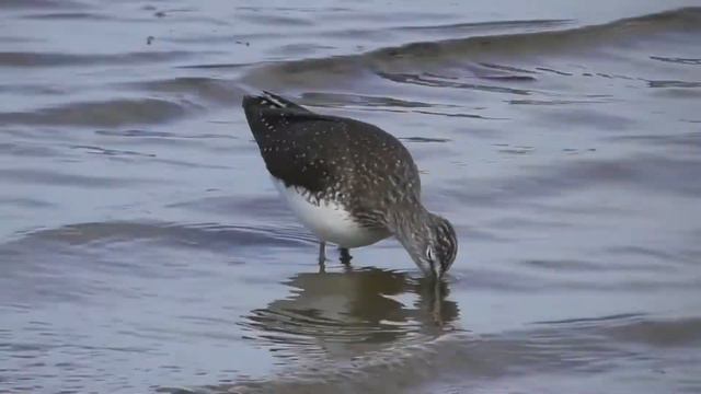 Черныш ( Tringa ochropus ) смотреть онлайн