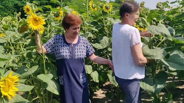 Света будет лечиться пчелами ??? смотреть онлайн