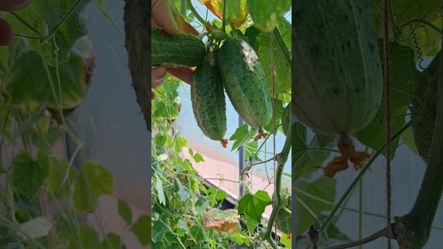 Огурцы осенью в теплице.