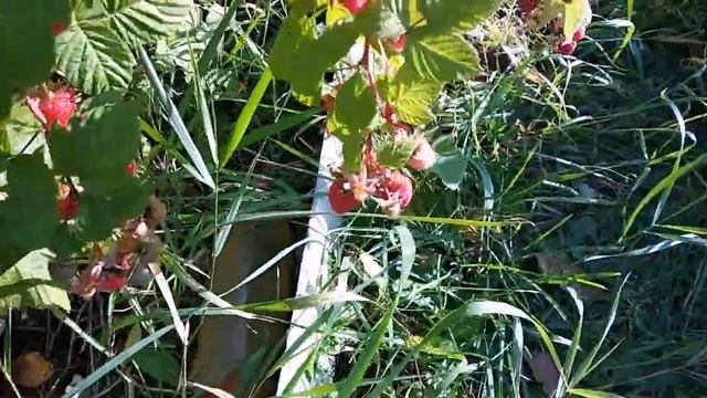 #ДАЧА#ПОДКОРМКА #САЖЕНЦЕВ смотреть онлайн