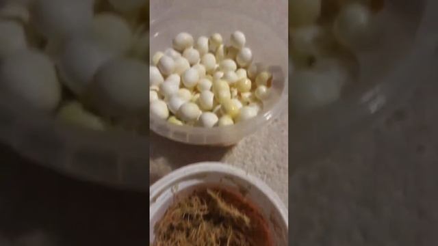 Если инкубировал яйца улиток на салфетке смотреть онлайн