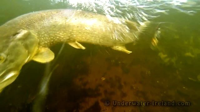 How to film underwater 50+ best pike attacks 2015. Fishing wt lures. Рыбалка щука атака под водой. смотреть онлайн