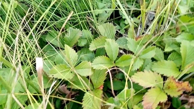 Лист земляники. Сердечная трава. смотреть онлайн