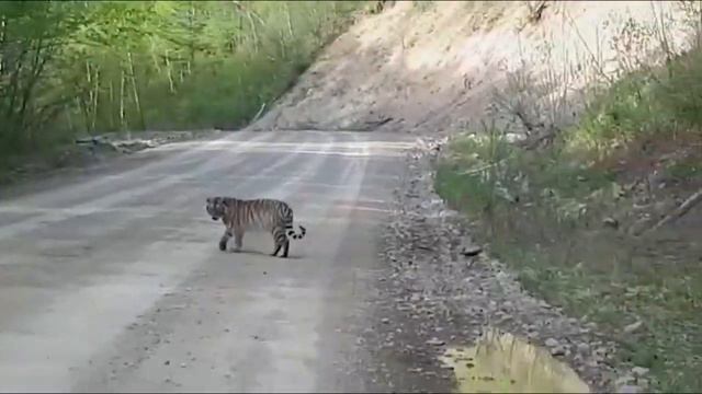 1008 ТИГРЫ док смотреть онлайн