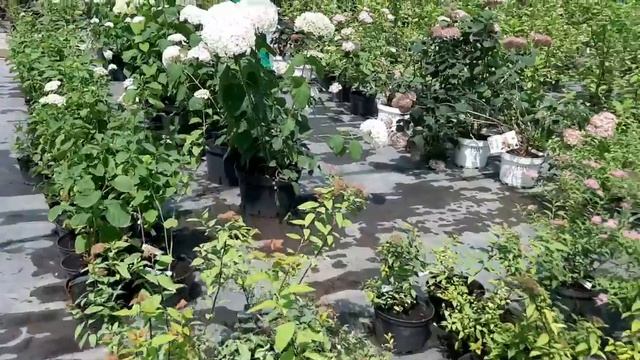 мы за Волгой?Почём растения в питомнике смотреть онлайн