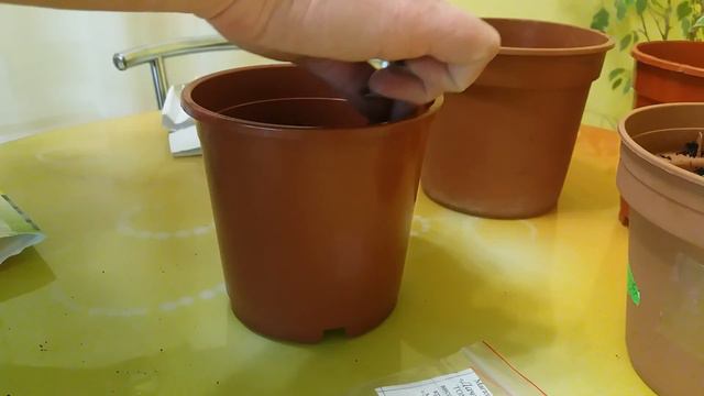 Сеем помидоры смотреть онлайн