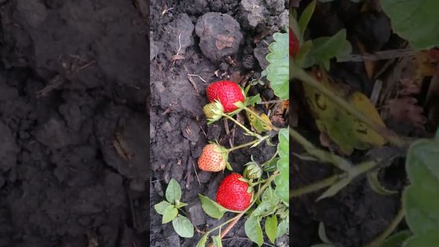 Клубничка Джоли (Jolie) смотреть онлайн