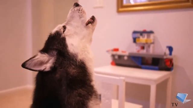 Dog sings / Собака поет смотреть онлайн