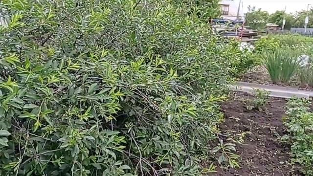 На огороде. #огород #дача #прополка #картошка . смотреть онлайн