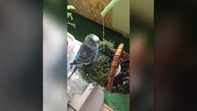 Маленькое счастье - синий волнистый попугай купается в цветах. смотреть онлайн