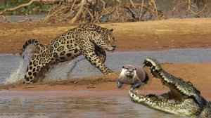 ГИГАНТСКАЯ ВЫДРА или бразильская выдра! гроза аллигаторов и ягуаров!!!