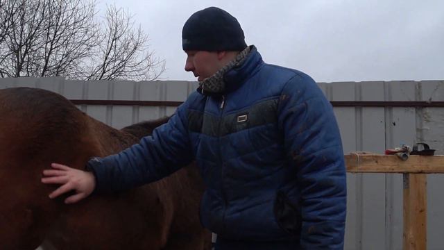 Расчистка и Обработка Копыт. смотреть онлайн