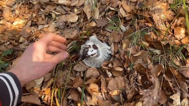 Buscando MARZUELOS APARECE Una AMANITA RUBESCENS. Inicios de MARZO de 2023 смотреть онлайн