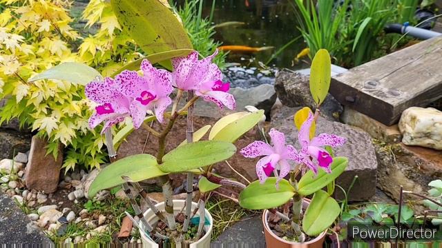 Орхідеї Cattleya Amethystoglossa. Мій догляд, що особливого та одну з них на продаж.