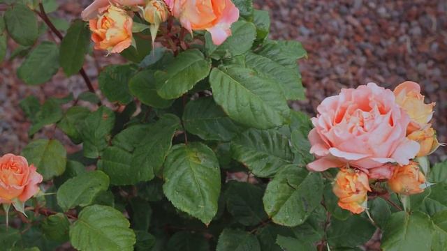 4K HDR - Rose Laurent Cabrol sous la pluie - mai 2022 смотреть онлайн