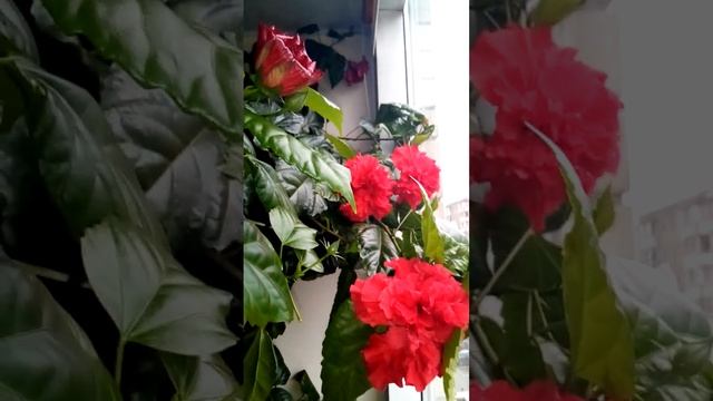 алые махровые цветы гибискуса / Hibiscus смотреть онлайн