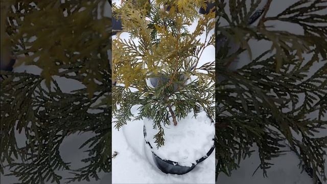 Туя Еллоу Риббон в продаже г. Крымск смотреть онлайн