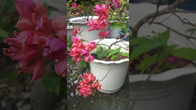 red tanglong bougainvillea смотреть онлайн
