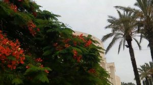 Делоникс. Чудесные цветы. Красное пламя у фонтана.