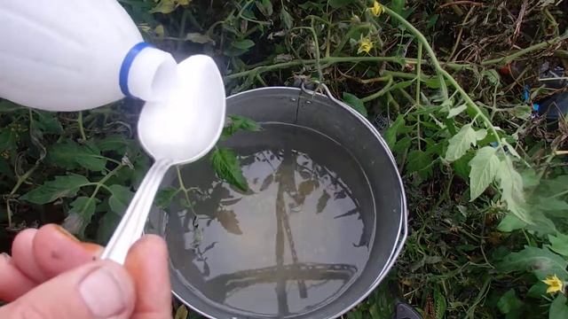 Лучшая защита от Фитофторы на Томатах в Теплице смотреть онлайн