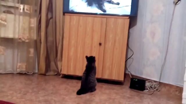Кот и телевизор смотреть онлайн