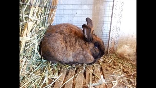 Крольчиха разбросала крольчат, не сделала гнездо, крольчата умерли смотреть онлайн