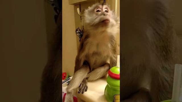 Worlds Most SPOILED Java Macaque Monkey смотреть онлайн