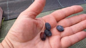 Голубое веретено- жимолость (Российский сорт)