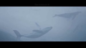 Синий кит - 4:20  (видео)