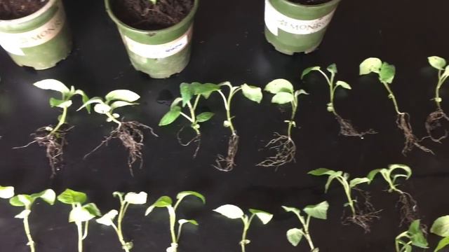 How To Grow A Kiwi Tree Or Vine From Seed, Day 53 смотреть онлайн