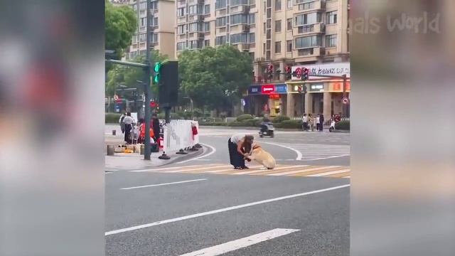 Смешные моменты с котами и собаками 2023 | Лучшие приколы с домашними питомцами №40 смотреть онлайн