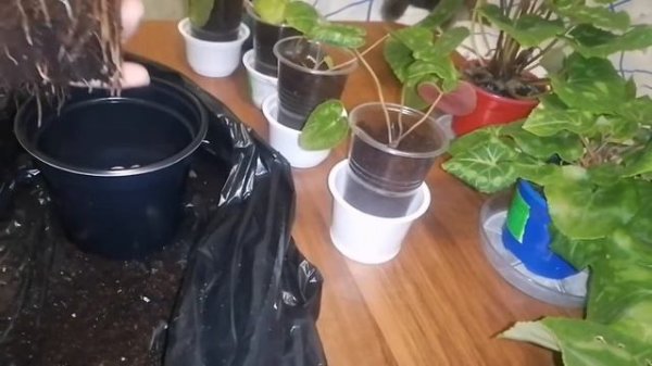 Цикламены(Cyclamen) Пересадка сеянцев.
