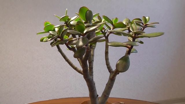 Обрезка Денежного дерева. Формирование Кроны Толстянки смотреть онлайн