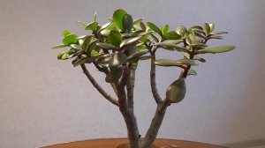 Обрезка  Денежного дерева.  Формирование Кроны Толстянки