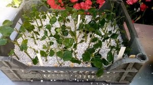 Черенкование роз летом в перлит. Результат меня порадовал.