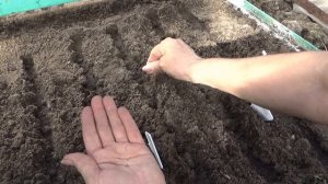 КОГДА И КАК САЖАТЬ КАПУСТУ. Кратко о капусте от семян до урожая.