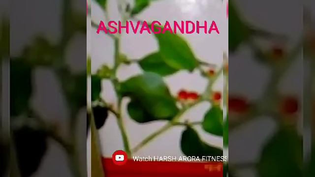 ASHVAGANDHA & LIV 52 смотреть онлайн