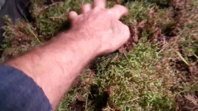 Мох в маточнике. Новый враг -уховертка. Бизнес план и старт конкурса. смотреть онлайн