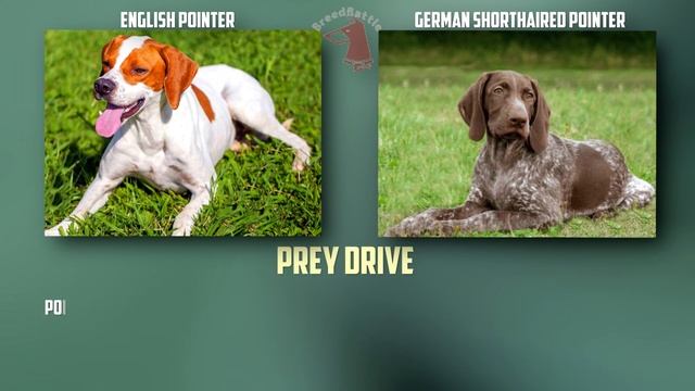 English Pointer VS German Shorthaired Pointer - Breed Comparison смотреть онлайн