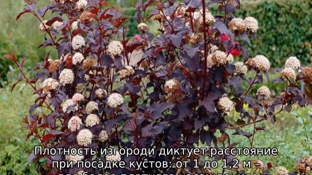Быстрорастущие кусты для живой изгороди смотреть онлайн
