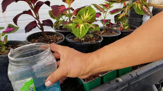 Reproduccion y cudados de la planta coleus. смотреть онлайн